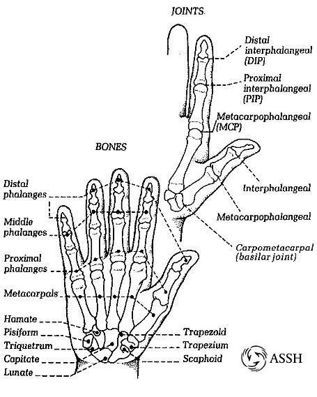 Anatomy Image 2