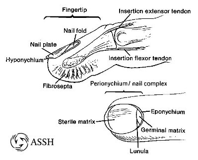 Anatomy Image 3