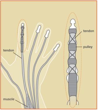 Flexor Tendon Image 1