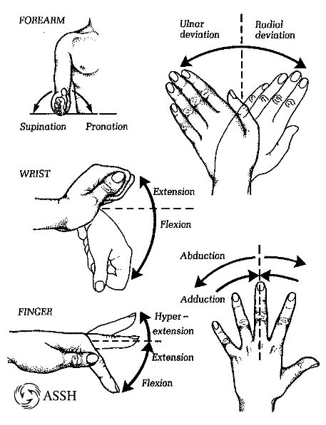 Pronation Supination Medical Term Hand Movement Outline Diagram